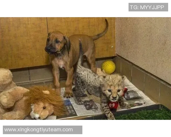 费迪南德坦言未能原谅图雷2012年夺冠事件友谊难以恢复 费迪南德坦言未能原谅图雷2012年夺冠事件友谊难以恢复